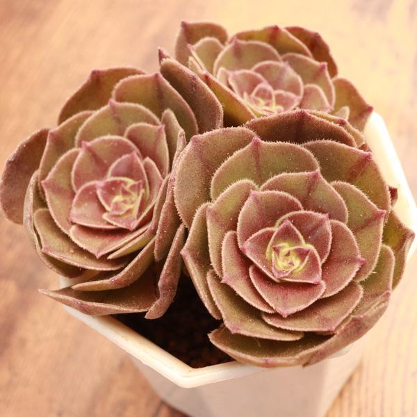 サラダボール】の紹介ページ｜E-TANIKU（イータニク）