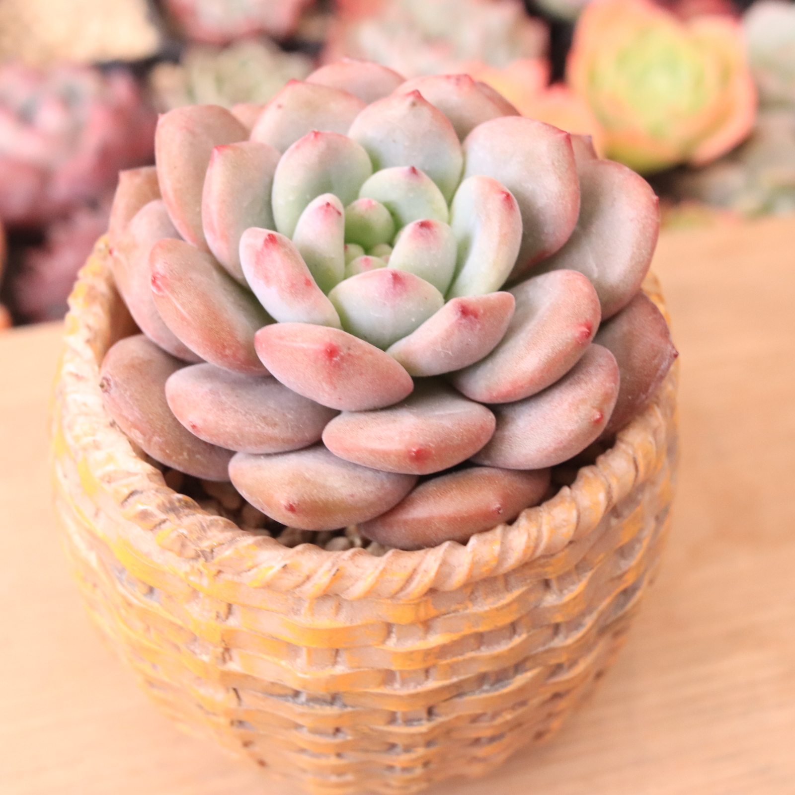 アリエル | E-TANIKU（イータニク）