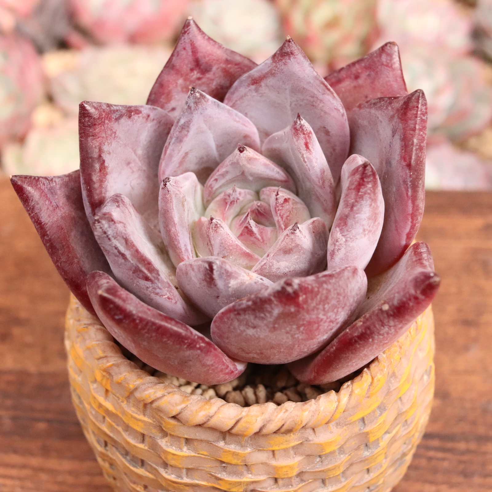 ブラックサバス | E-TANIKU（イータニク）