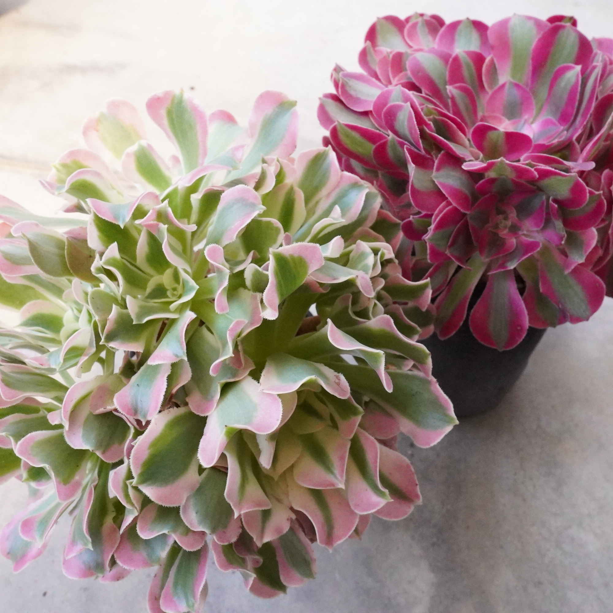 最近入荷したアエオニウム4種！ | E-TANIKU（イータニク）