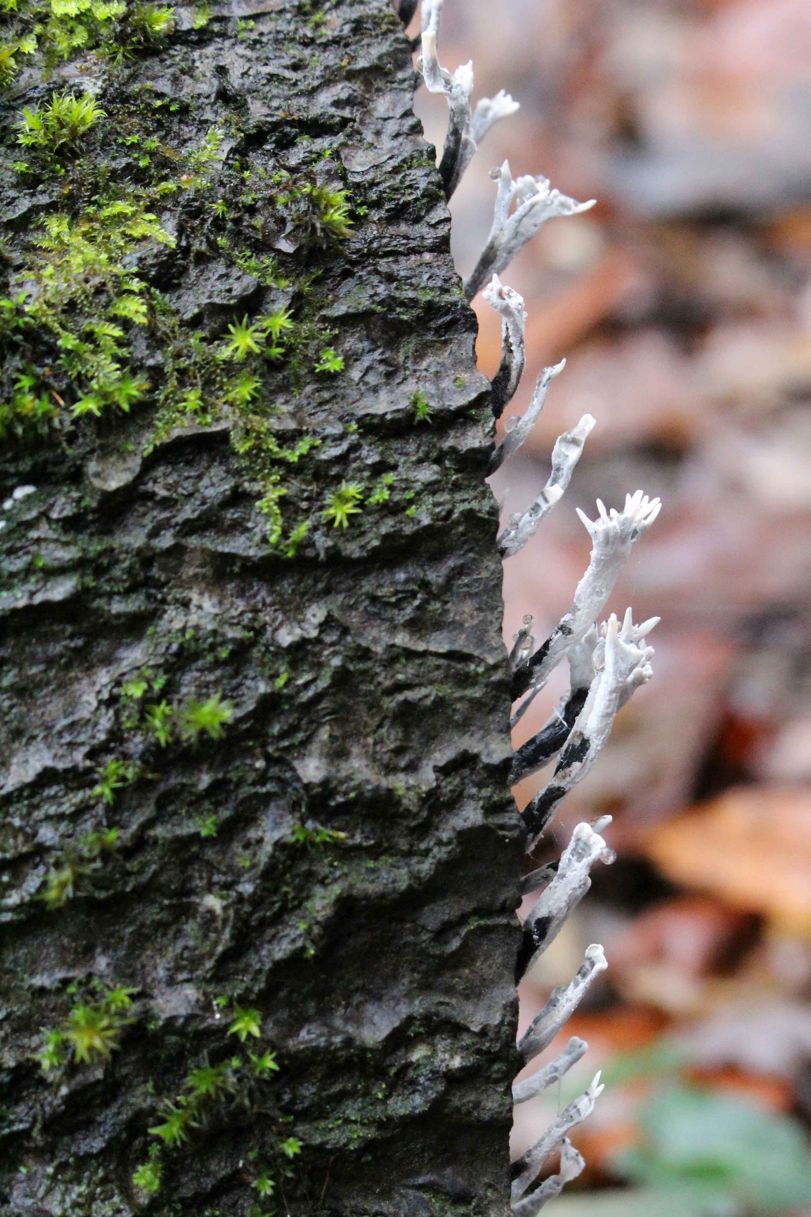 The right snuff | earthstar