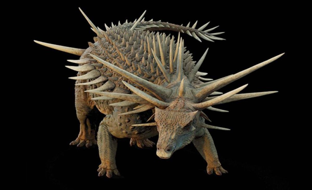 新種のアンキロサウルス スピコメルスの棘 化石 スピコメルスの棘 5cm