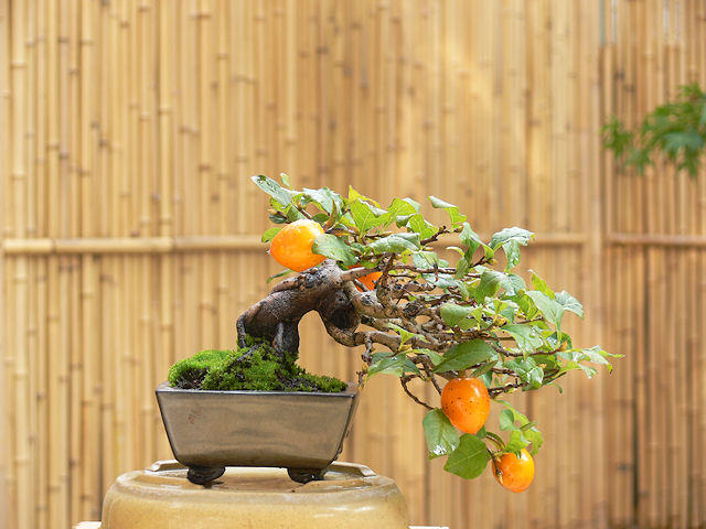 実物類 - 水の流れる盆栽キット「盆水」 bonsui