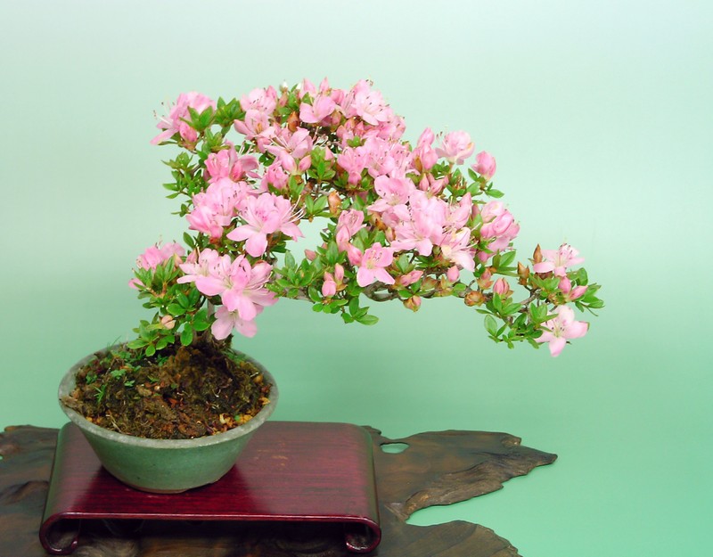 花物類 - 水の流れる盆栽キット「盆水」 bonsui