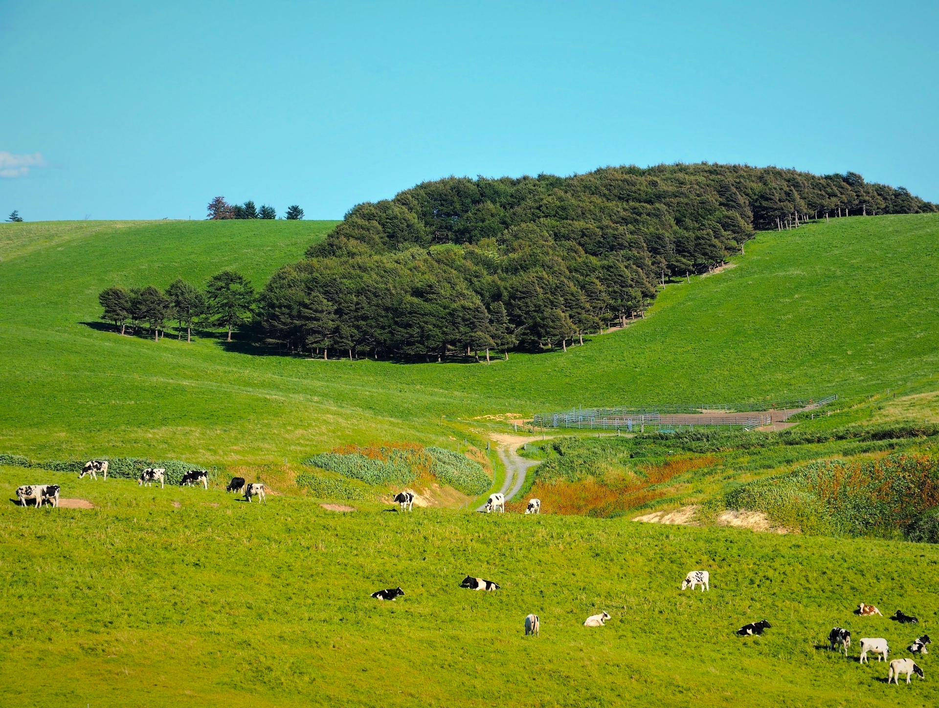 豊富町大規模草地育成牧場 | 北海道Style