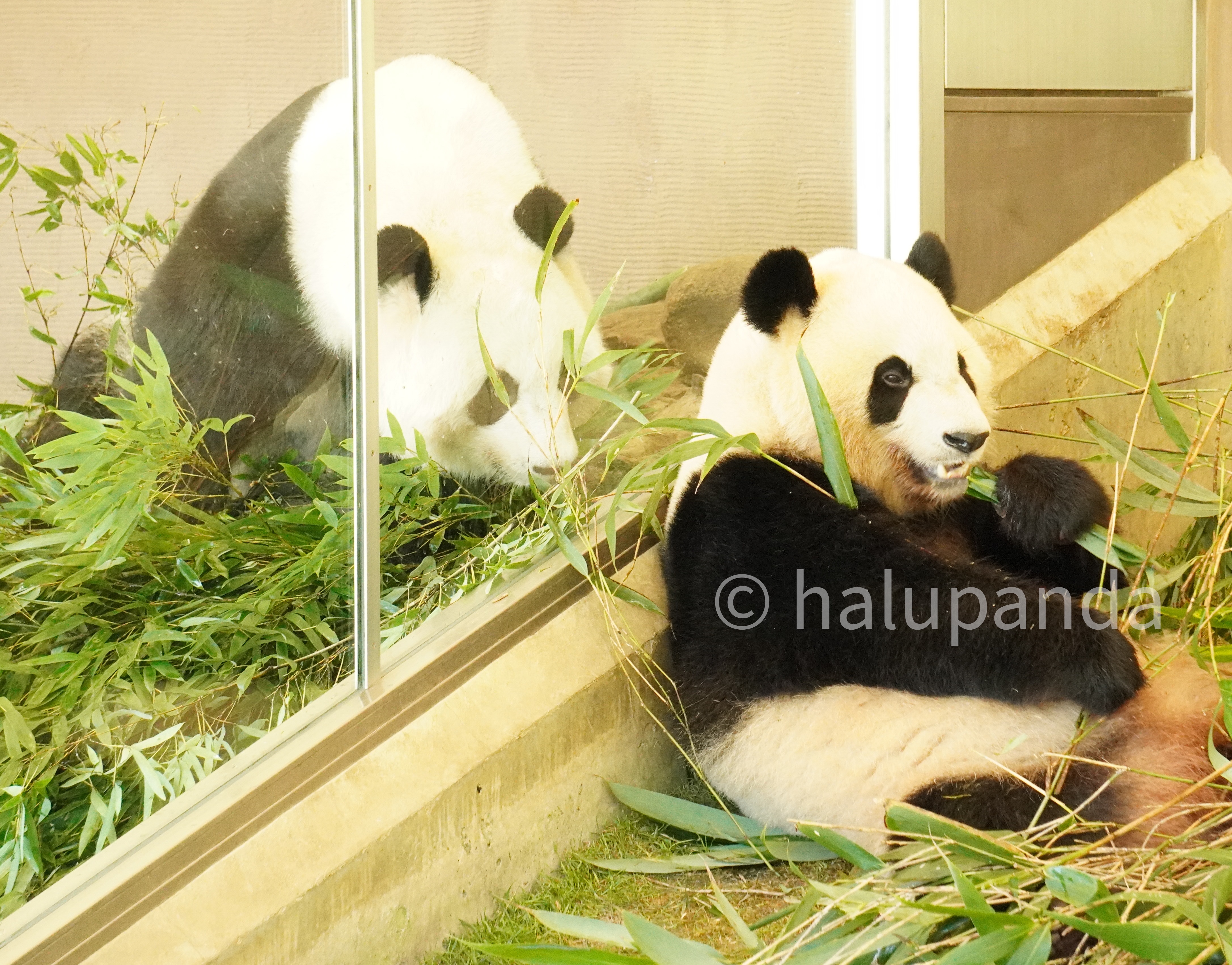 2021/10永明・良浜・桜浜・桃浜・彩浜・楓浜写真【アドベンチャー