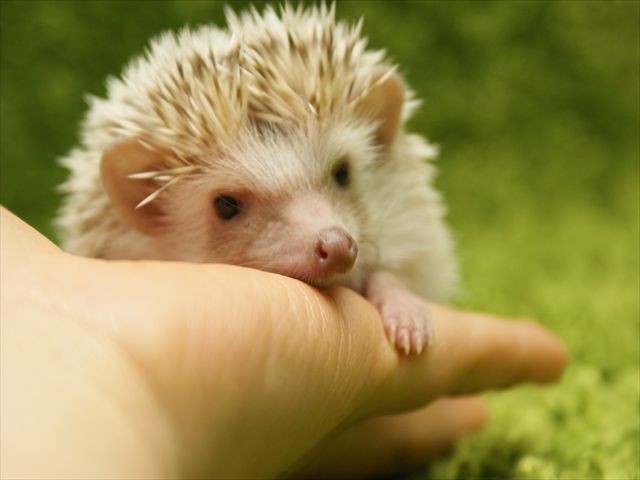 ハリネズミの親子写真 | ハリハリ☆ライフ -ハリネズミブリーダーの