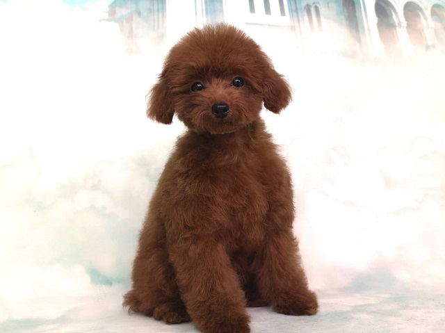 202200071 トイプードル - ペットショップ HUG - ハグ