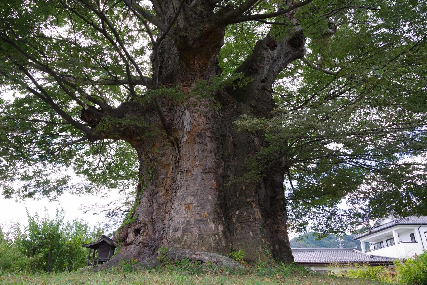 長野県上田市「大六のけやき」 | 巨樹探訪