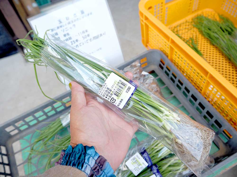 緑花木]新たまねぎ苗が入荷しています（2023.11.09） | 道の駅 みのり