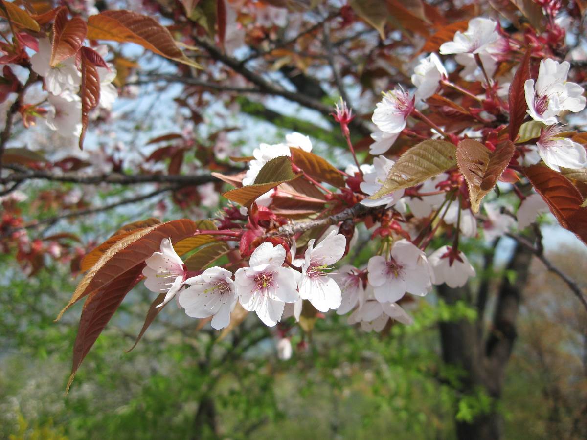 ヤマザクラ | 山と公園（市街地）の植物図鑑
