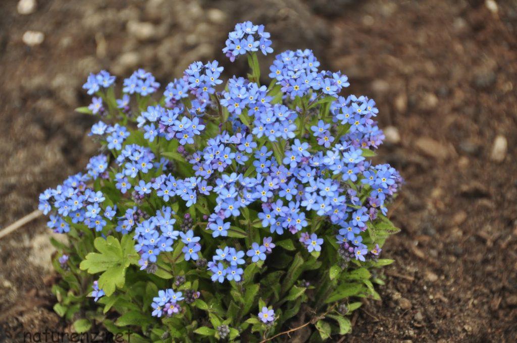 ニュージーランドの離島にだけ生きる、幻の「忘れな草」が咲いた