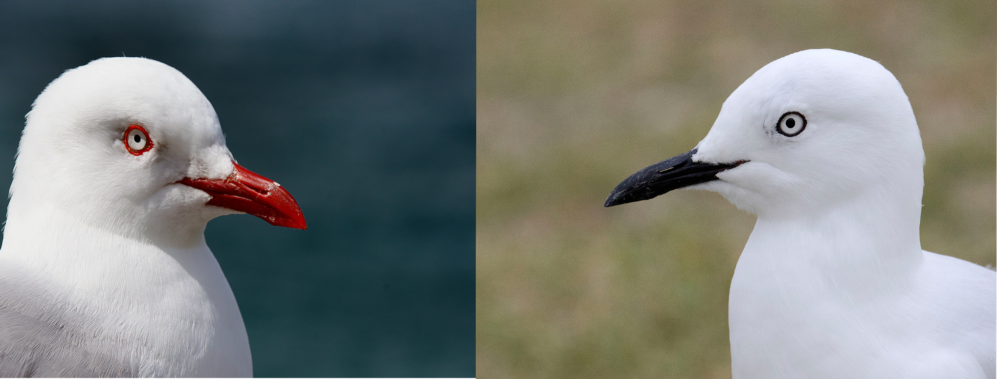 これは同じ種？別の種類？よく見かけるカモメたちの見分け方 | NATURE