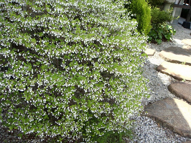 白ドウダン ツツジ ドウダンツツジの特徴と育て方 | 苗木部の部室