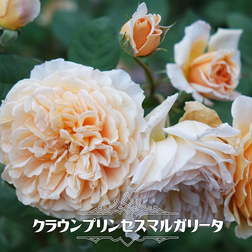 クラウンプリンセスマルガリータ バラ S シュラブ （半つるバラ）の