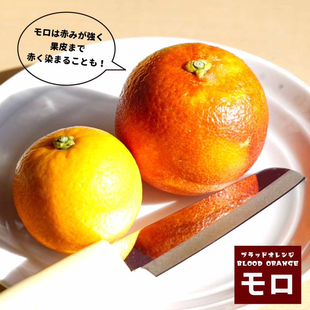 モロ 柑橘 ブラッドオレンジの特徴と育て方 | 苗木部の部室 〜苗木