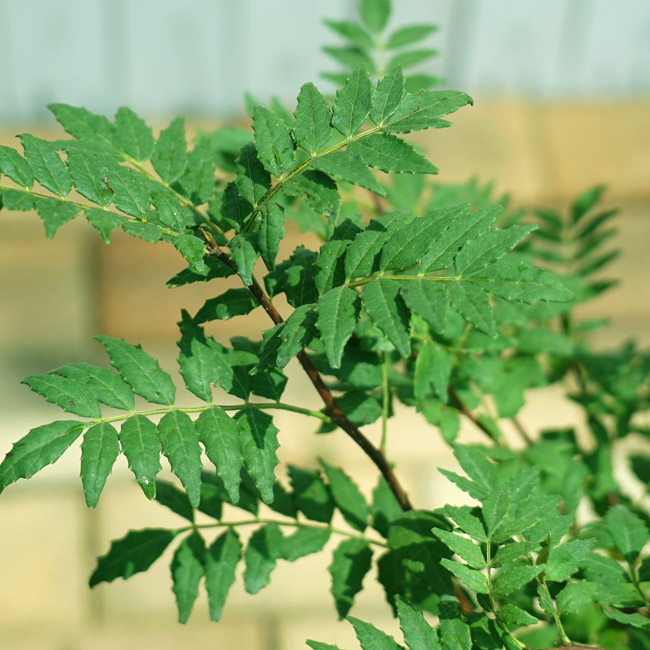 朝倉山椒 サンショウ 青芽系の特徴と育て方 kaju_sanshou002ss-03