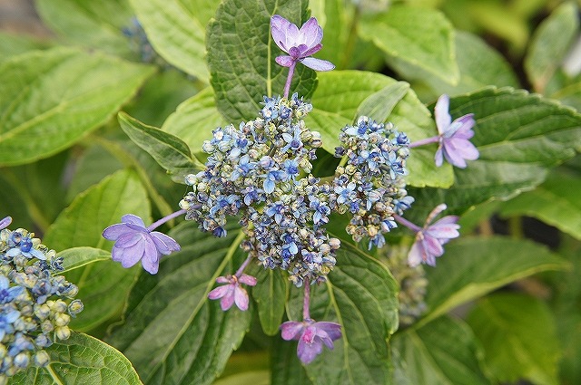 伊豆の華 アジサイ ヤマアジサイの特徴と育て方 | 苗木部の部室 〜苗木