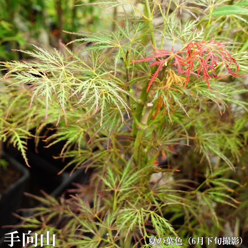 手向山 カエデ・もみじ ヤマモミジ系の特徴と育て方 | 苗木部の部室