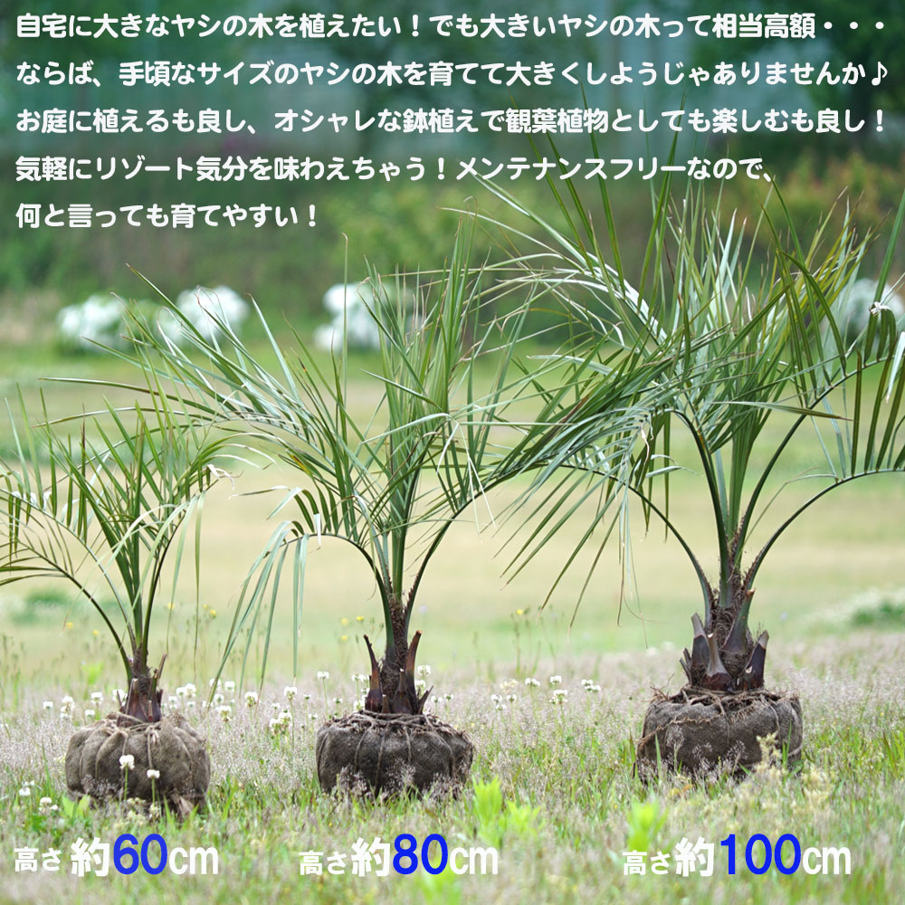 ココスヤシ ヤシ の特徴と育て方 niwa_yashi004-01 | 苗木部の部室