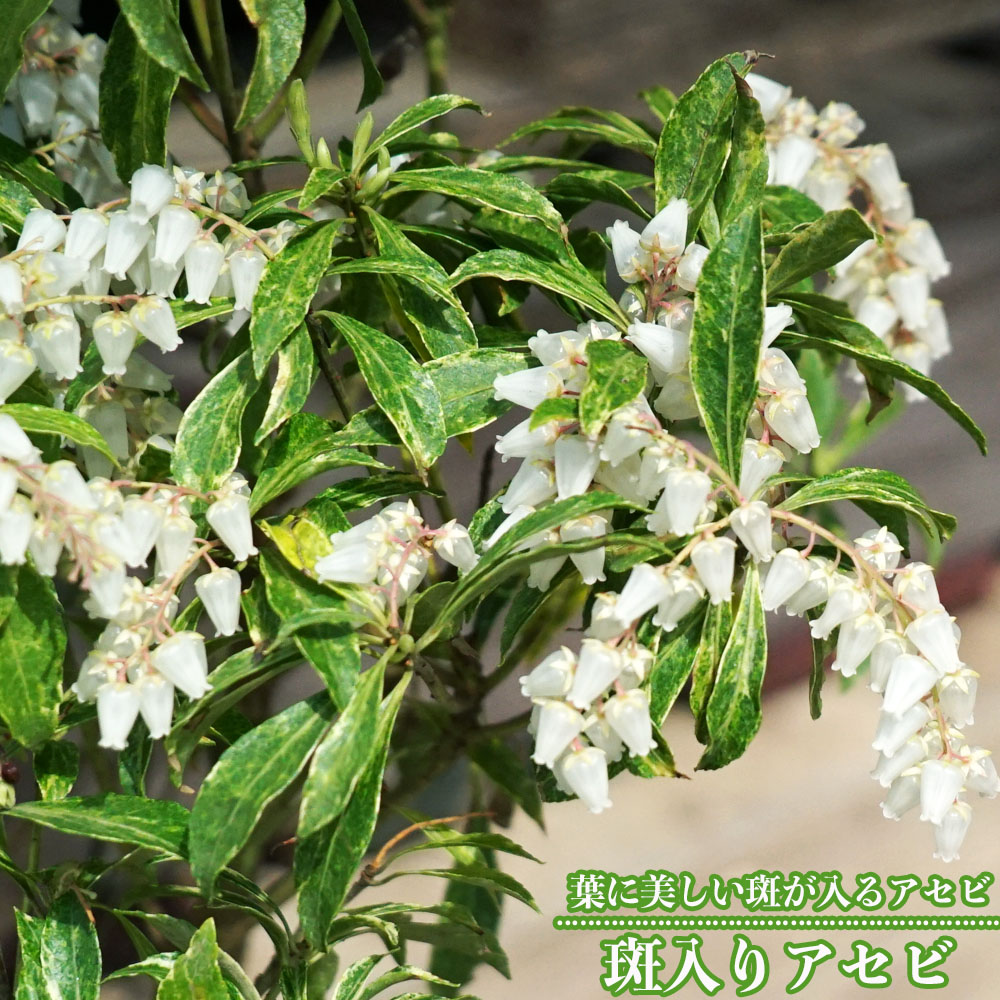 斑入り アセビ の特徴と育て方 | 苗木部の部室 〜苗木、育てよう〜 By