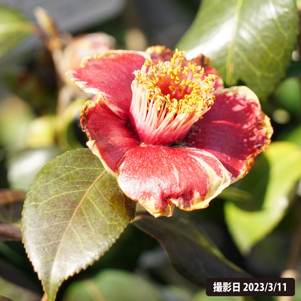 隠れ磯 椿 の特徴と育て方 | 苗木部の部室 〜苗木、育てよう〜 By 花