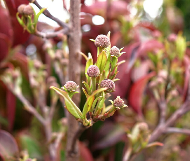 月光 常緑ヤマボウシ ホンコンエンシスの特徴と育て方