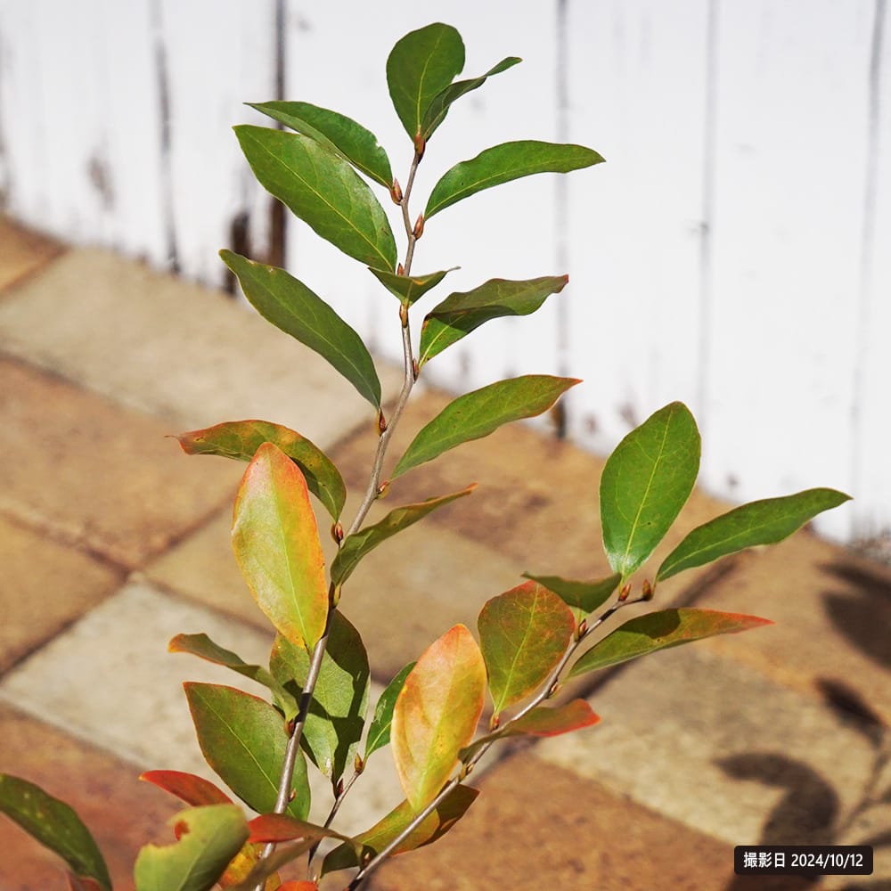 ヤマコウバシ の特徴と育て方 niwa_rt035-sato | 苗木部の部室 〜苗木