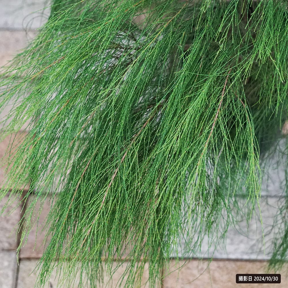 タマモクマオウ モクマオウ の特徴と育て方 | 苗木部の部室 〜苗木