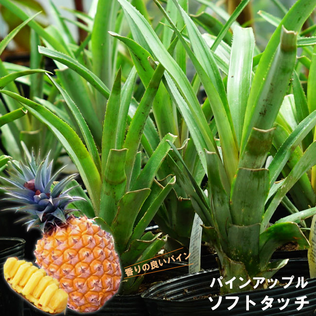 ソフトタッチ パイナップル の特徴と育て方 kaju_pain02-2 | 苗木部の