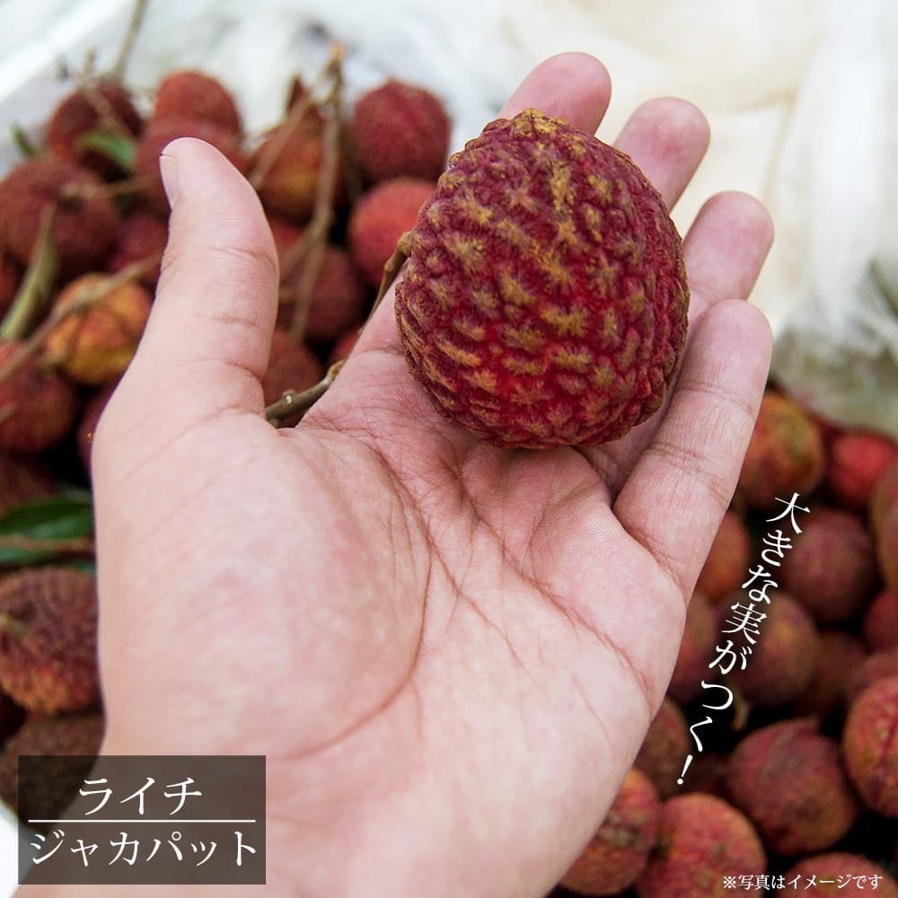 ジャカパット レイシ・ライチ の特徴と育て方 長尺苗(150～160cm