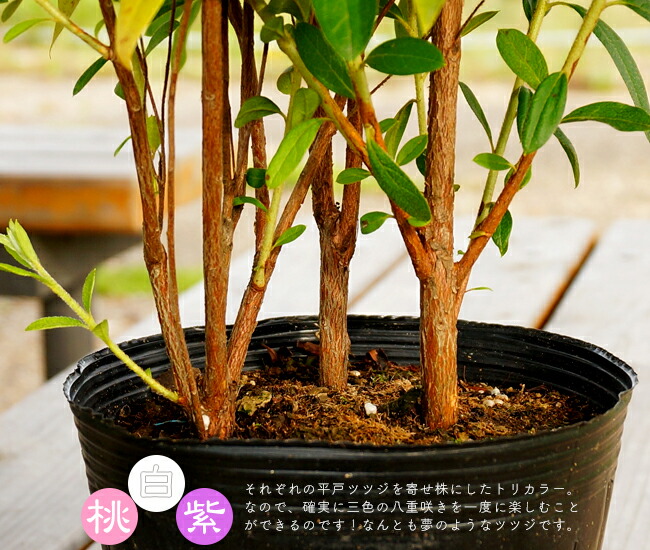 八重 三色咲き トリカラー ツツジ 平戸ツツジの特徴と育て方