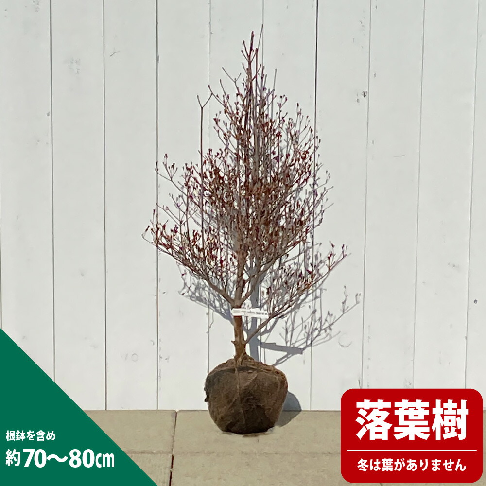 白ドウダン ツツジ ドウダンツツジの特徴と育て方 | 苗木部の部室