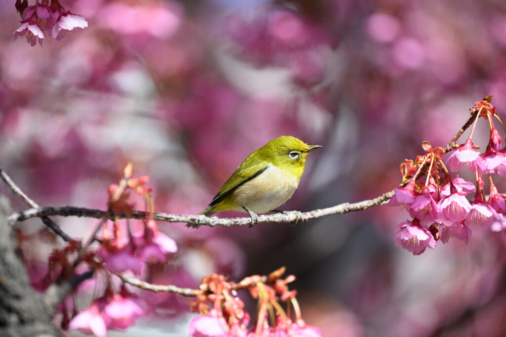 DSC4481-1024x682.jpg?resize=