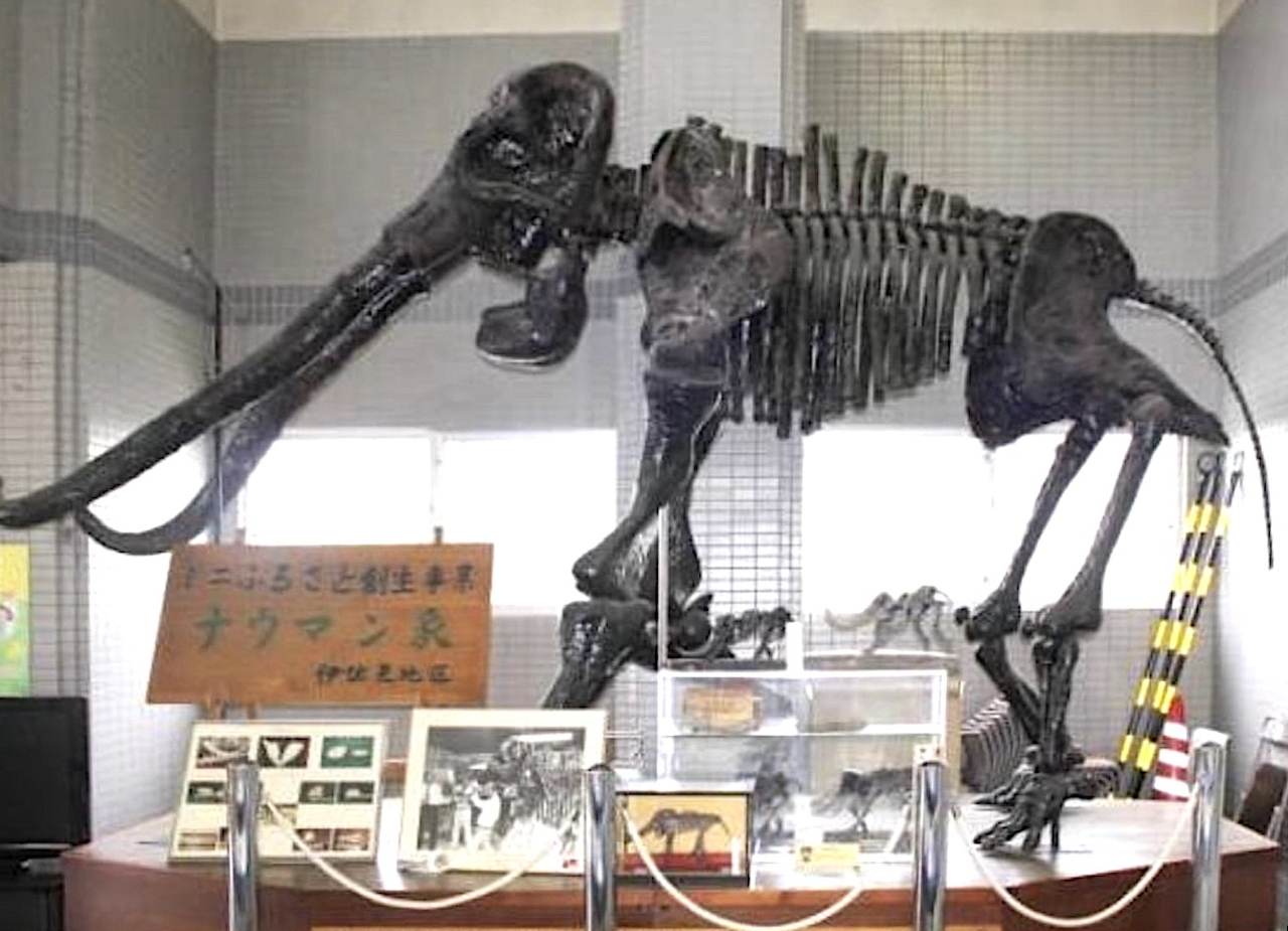 最初に「ナウマンゾウ」の化石が発掘されたのは、意外にも浜名湖だった