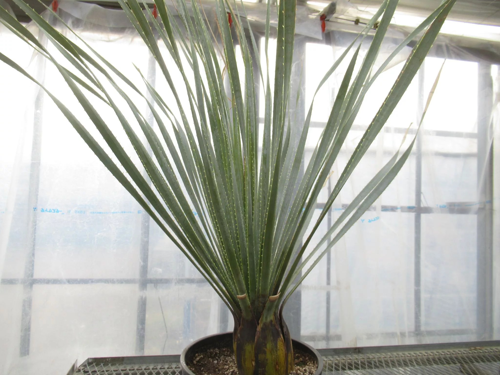 ダシリリオン グラウコフィルム (Dasylirion glaucophyllum) 暑さ寒さ