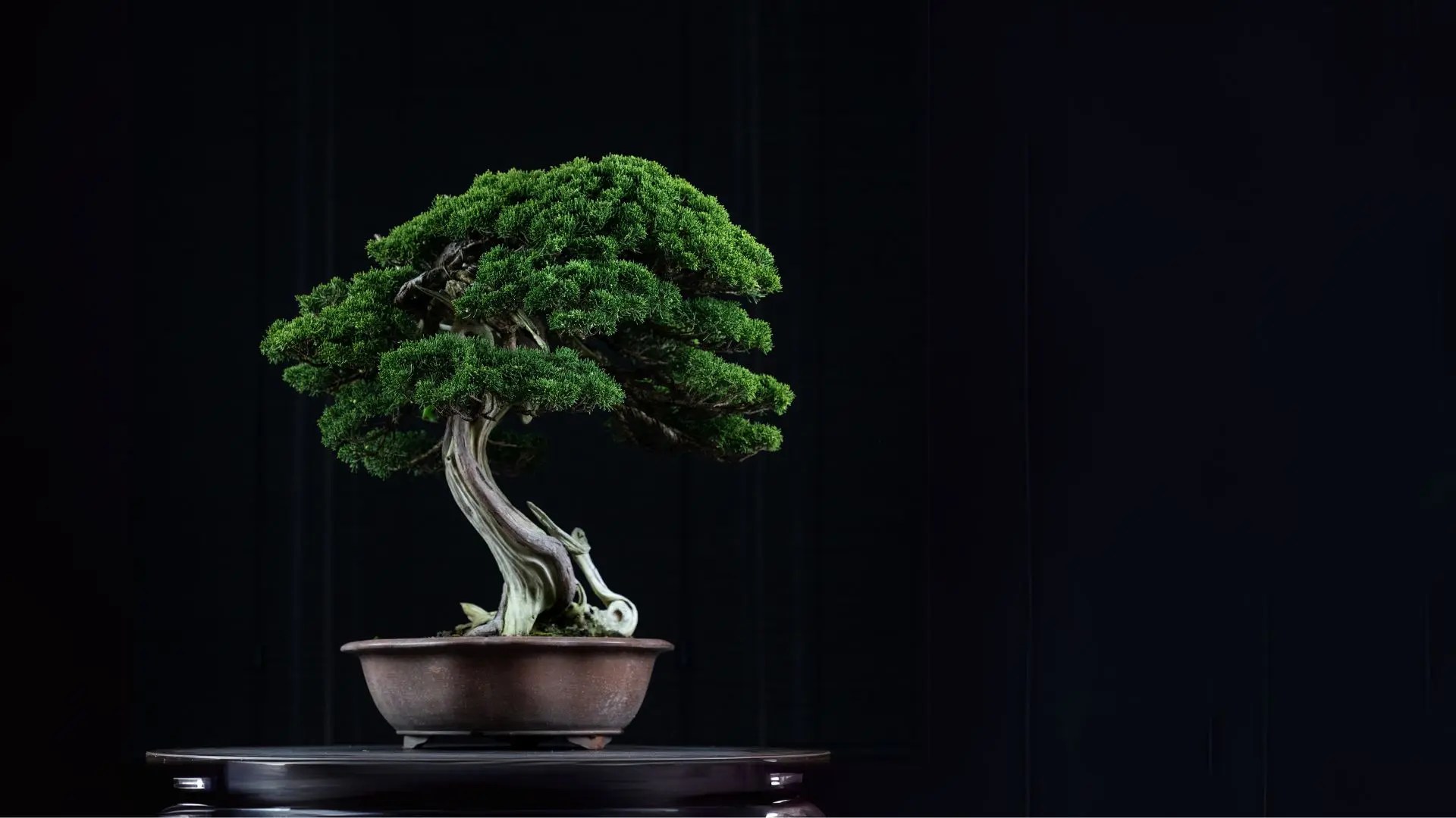 初心者向け】真柏盆栽の育て方｜手入れ・剪定・水やりの基本 | 趣味