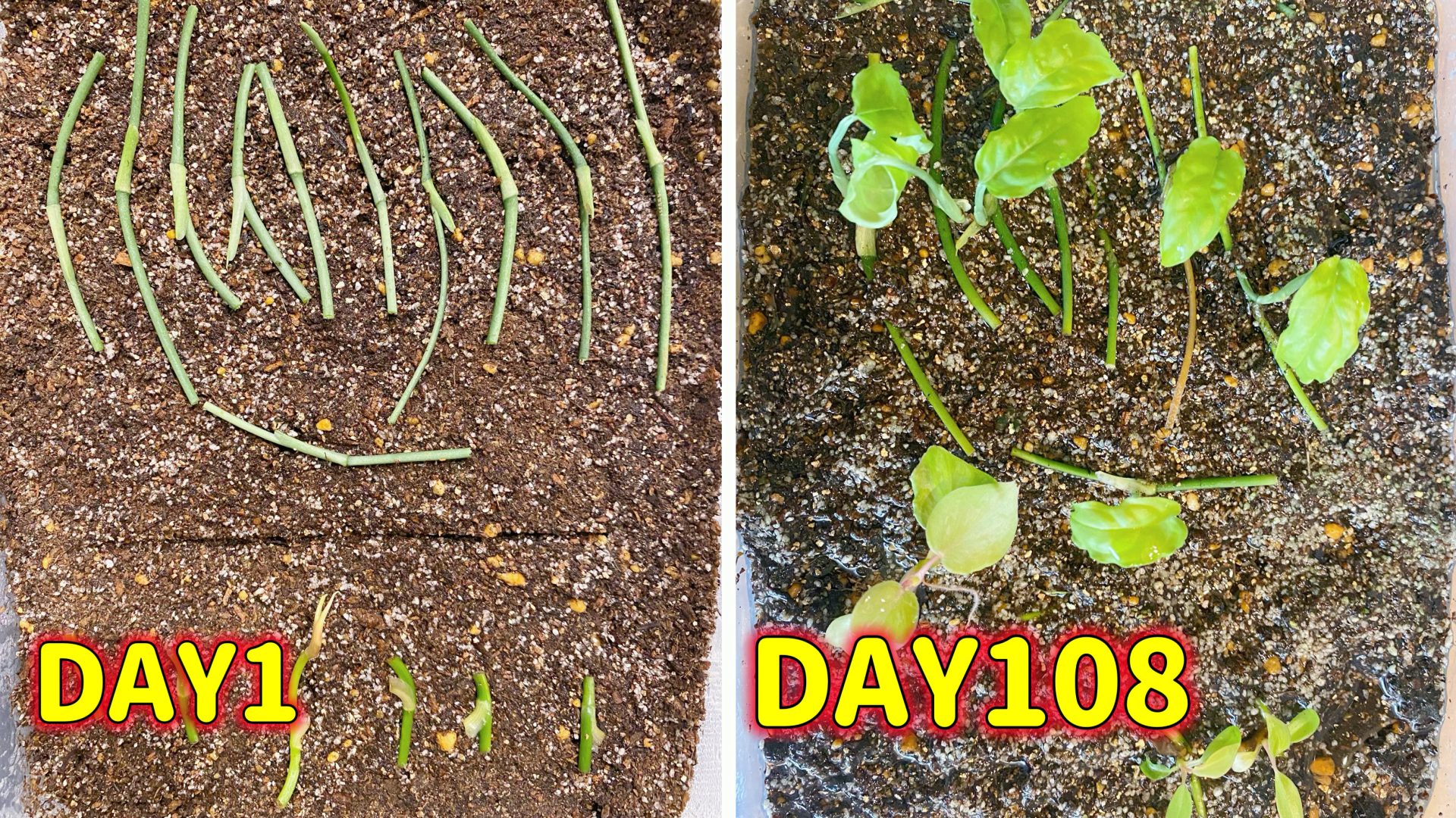 超簡単！発根率100％！モンステラ・フィロデンドロン・ポトスを100