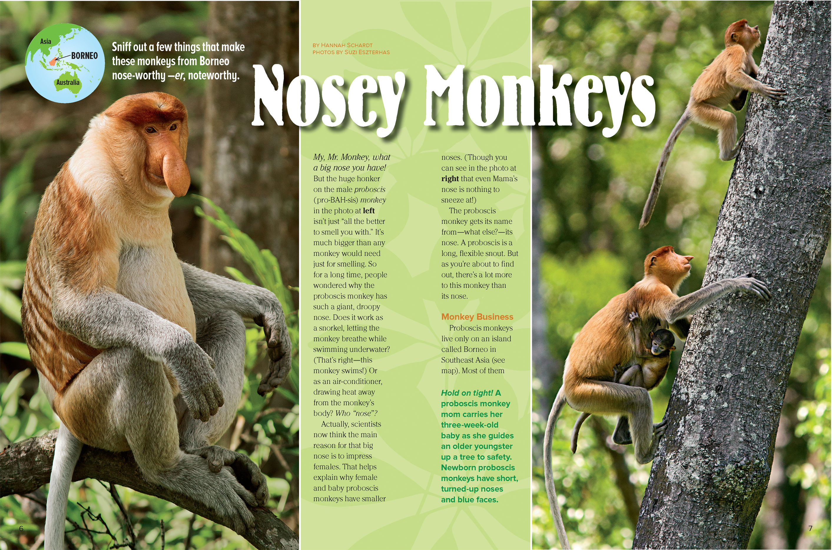 Nosey Monkeys - NWF | Ranger Rick