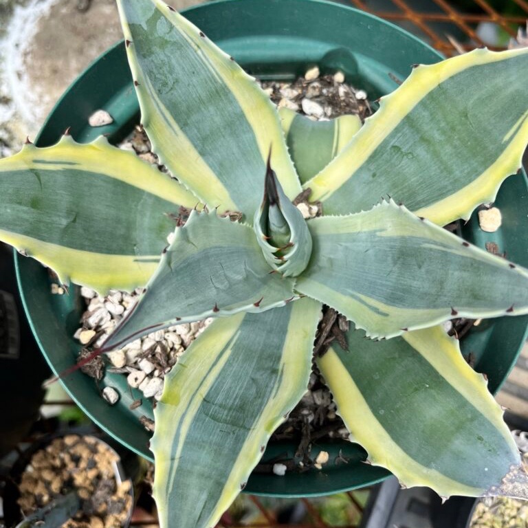 アガベ オバティフォリア オルカ ドワーフタイプ ｜ mokubaraya もくばらや