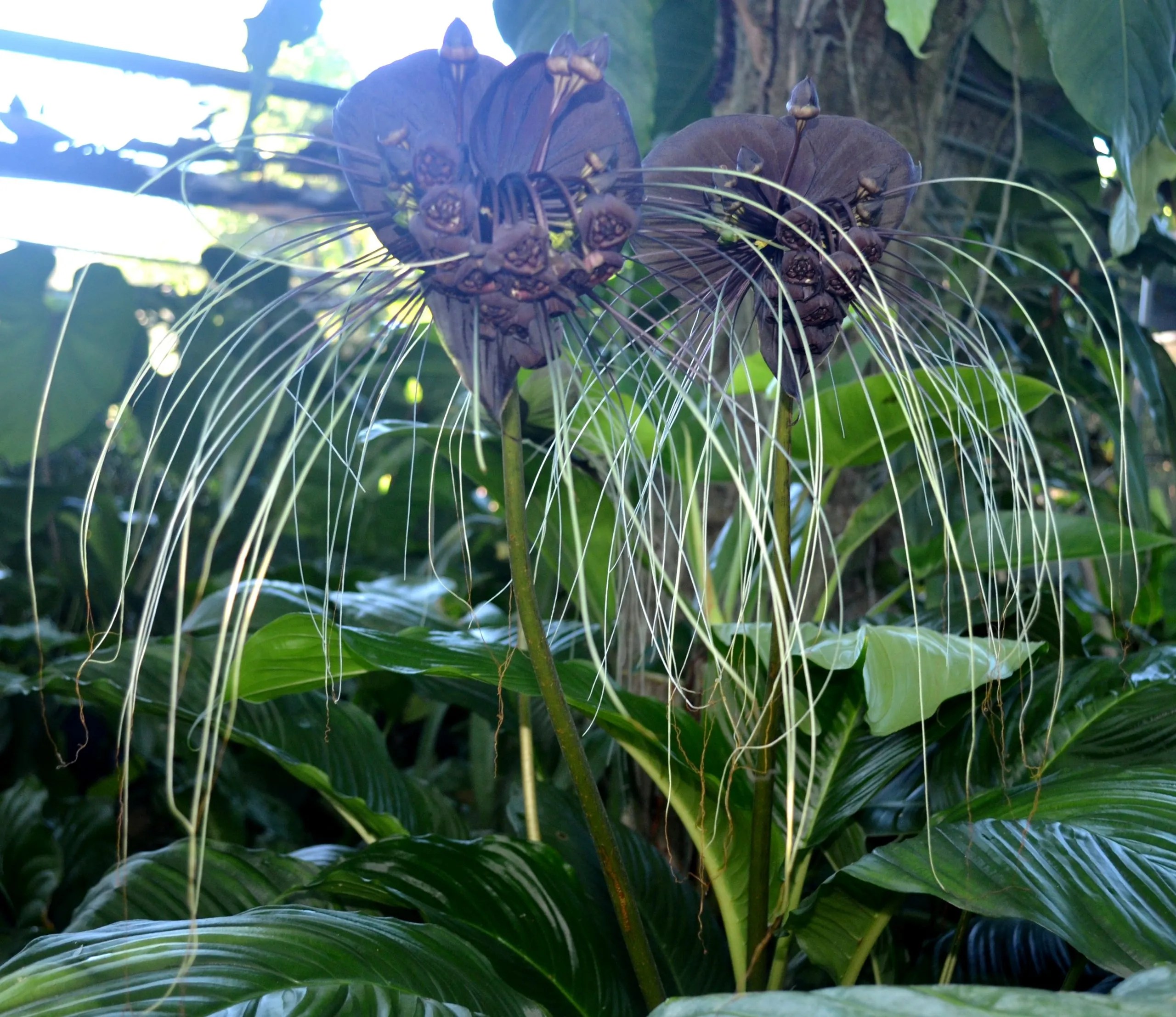 Tacca chantrieri Black Bat plant – Brian's Botanicals