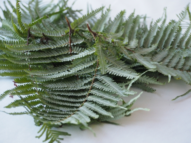 裏白 - 花だより