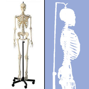 人体模型 等身大骨格模型（女性、吊下式） ソムソ社