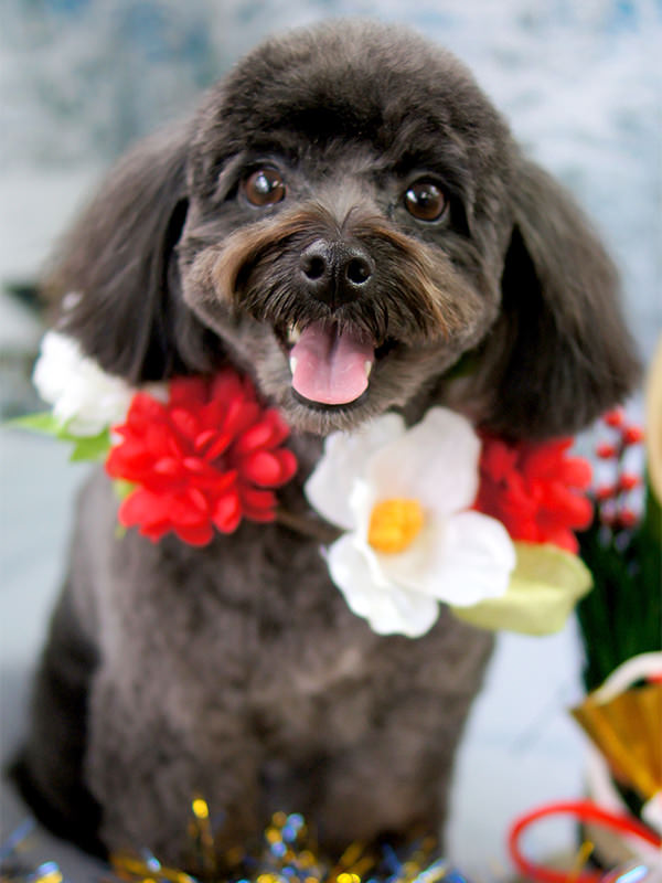 トイプードル テディベア カット集｜ワイズドギー