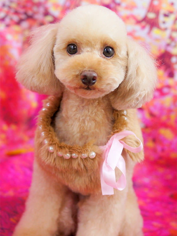 トイプードル テディベア カット集｜ワイズドギー