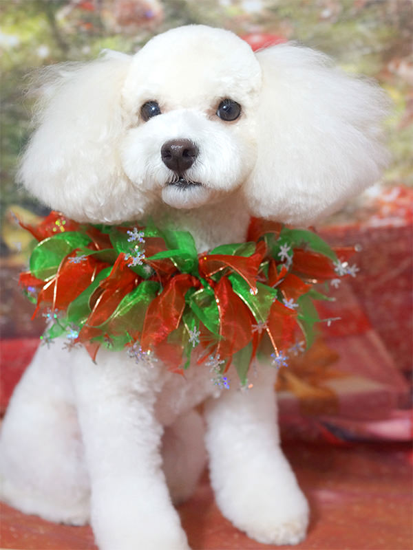 トイプードル テディベア カット集｜ワイズドギー