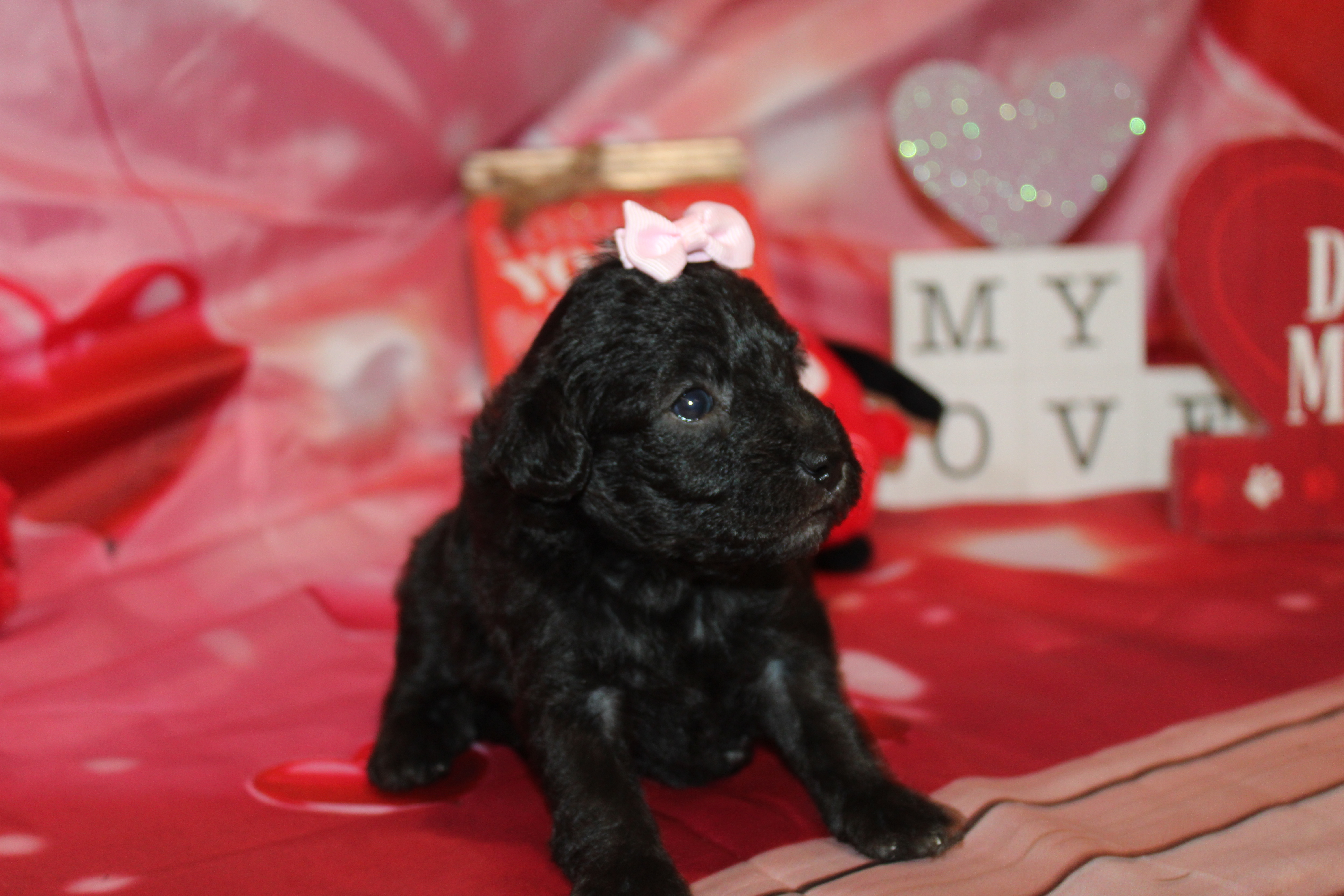 1 Shelby 1Lb 8oz 3W1D Old (36) – TLC Puppy Love