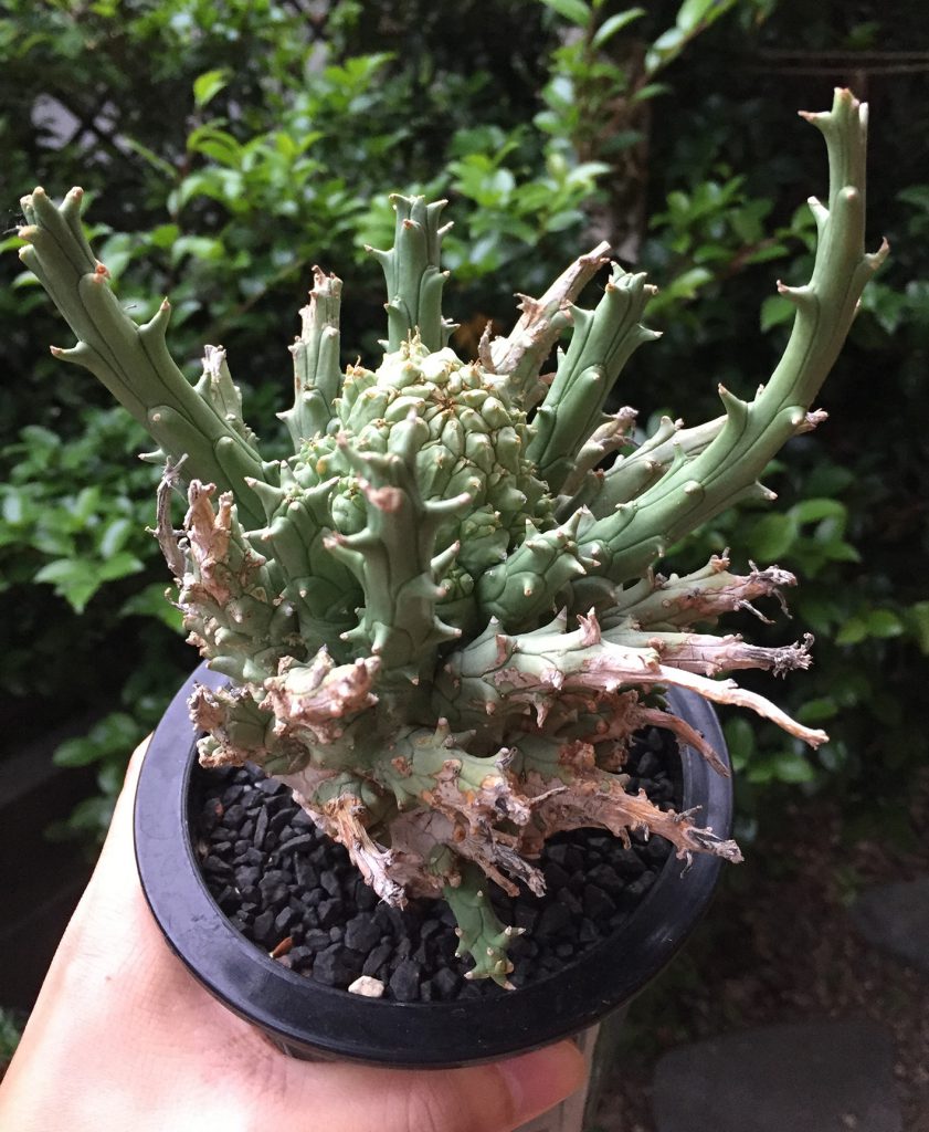 空*豆様 ユーフォルビア アブデルクリ 'Damask' 多肉植物 サボテン 塊