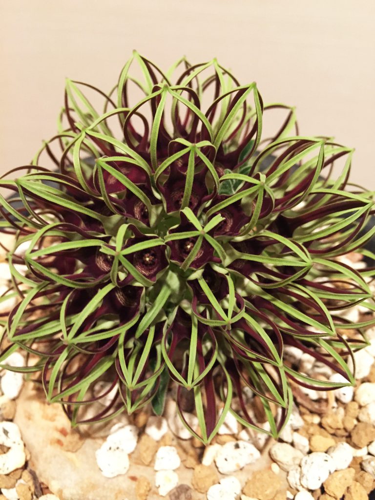 竜卵窟” ブラキステルマ バーベラエ (Brachystelma barberae) – twelve