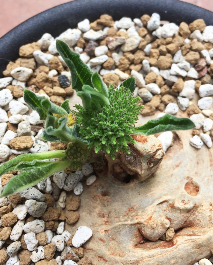 竜卵窟” ブラキステルマ バーベラエ (Brachystelma barberae) – twelve